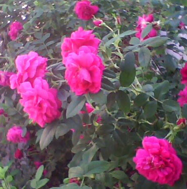 四季玫瑰花正红